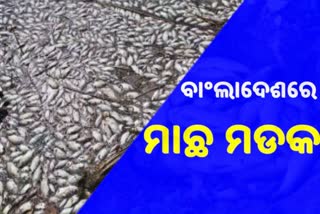 ବାଲାଂଦେଶରେ ମାଛ ମଡକ, ମରିଗଲେ 617 ମେଟ୍ରିକ ଟନ୍‌ ମାଛ