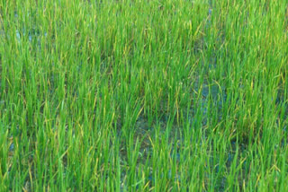 paddy farm in ranchi