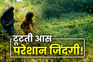 farmers-facing-problems-due-to-monkeys-in-deoghar