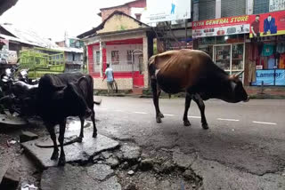 people demand of gau sadan built in subhadranchal village