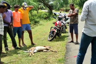 Unidentified vehicle collides with deer