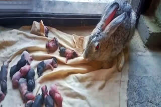 A rabbit gave birth to 16 cubs