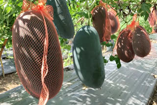 Internet helps Tripura farmer to learn off-season watermelon cultivation