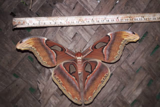 Special  Atlas Moth