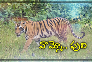 tiger wandering at vencharami village