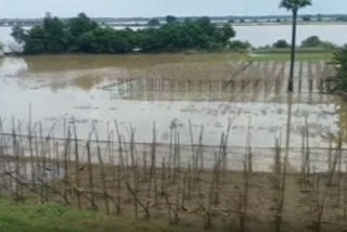 crops in east godavari dst damaged fully due to floods