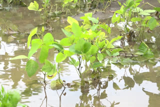 jalgaon heavy rain  jalgaon rain update  jalgaon crop damage  jalgaon farming news  जळगाव शेतीविषयक बातमी  जळगाव पाऊस अपडेट  जळगाव पीक नुकसान