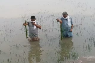 rain water inundates crops of Nathal Wala farmers