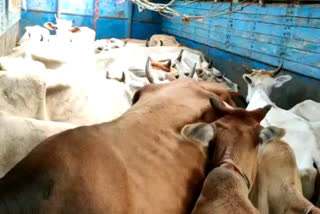 पुलिस ने 11 मवेशी तस्करों को किया गिरफ्तार, four truck animals seized in lohardaga