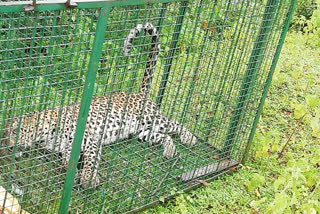 Leopard caught by forest department  in udupi