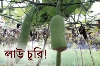 250 gourds stolen in Jalpaiguri