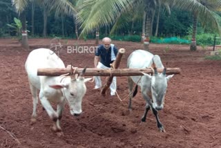 MLA Mahesh is involved in farming