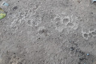 leopard in ramgarh forest in surguja