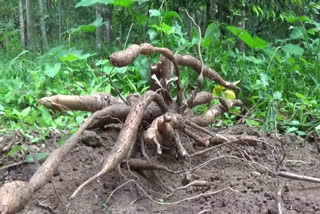 ഇടുക്കി  കാട്ടുപന്നി ശല്യം രൂക്ഷം  കാട്ടുപന്നി  ഇരട്ടയാർ  wild boar  idukki  wild boar idukki