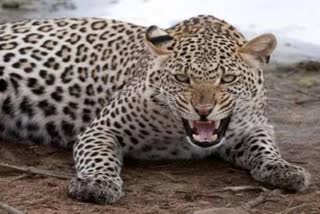 Srinagar leopard News