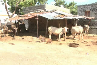 Farmers in Lumpiskin disease anxiety for cows