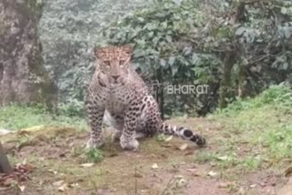 A special video of Leopard is here