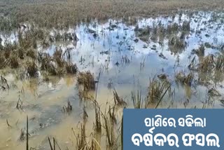 ଛାଡ଼ିଗଲା ବନ୍ୟା: ଛଡ଼େଇନେଲା ବର୍ଷକର ଫସଲ