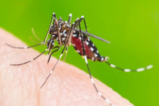 dengue case increases in delhi
