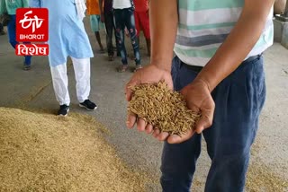 Paddy procurement has started in Karnal Grain Market