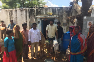 cow donated for lactating  women family