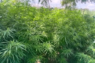 2 lakhs Worth  marijuana seizing in nidagundi taluk