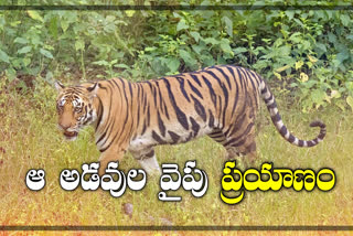 tiger-wandering-at-eturnagaram-forest-area-in-mulugu-district