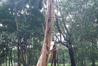 ಬೆಳ್ತಂಗಡಿಯಲ್ಲಿ ಸಿಡಿಲ ಅಬ್ಬರಕ್ಕೆ ಮರ ಛಿದ್ರ