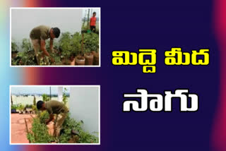 vegetables harvesting at home in jagityal district