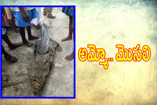 crocodile in thondipi pond