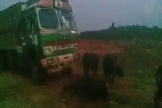 truck transporting cattle