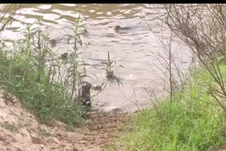 Water Dogs