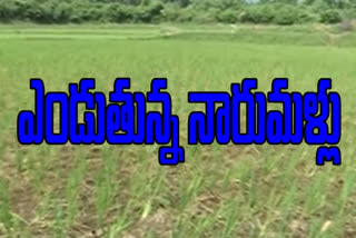 vizianagaram farmers facing problems