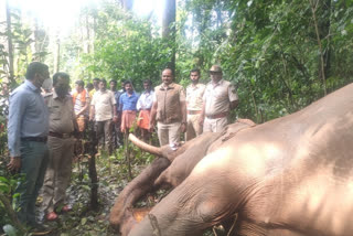 Two Elephants come to the  Elephants funeral field every day