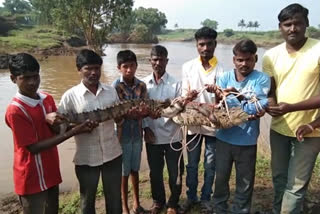 ಮೀನಿನ ಬಲೆಗೆ ಬಿದ್ದ ಮೊಸಳೆ ಮರಿ