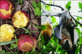 Bats are causing huge damage to apple crop in Rohru