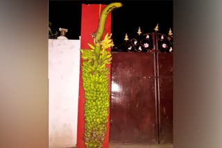 6-feet-tall-bunch-of-bananas-in-andhra-pradesh-east-godavari-district