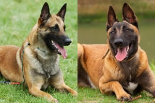 Belgian Shepherd (Malinois)