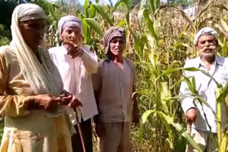 Maize crop damaged in bilaspur