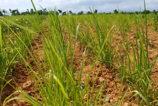 Record amount of Ragi crop grown in Tumkur