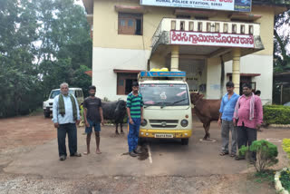 Five arrested for illegally transporting cattle