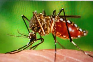 dengue malaria cases on rise in delhi