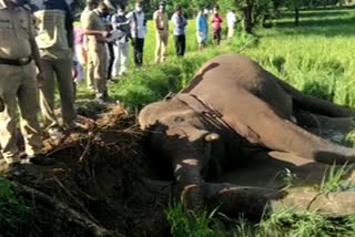 പാലക്കാട്  കാട്ടാനകൾ  ഫെൻസിങ്  വൈദ്യുതിലൈൻ  ELEPHANT  DEATH  MALAMPUZHA