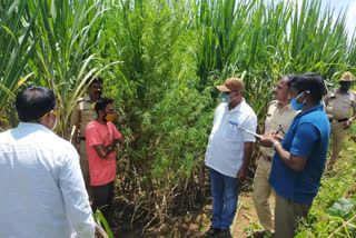 Detention of marijuana grower in Kalburgi