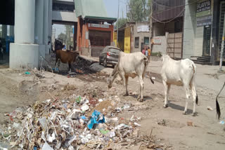 garbage and waterlogging outside rajdhani park metro station