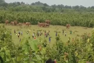 Twenty two elephants entered into the Champua range