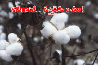 Gadwal Cotton Formers Lossing Their Farms Due To Heavy Rains