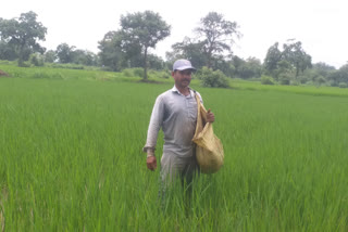 Many farmers of Dhamtari are not getting the benefit of pm Kisan Samman Nidhi