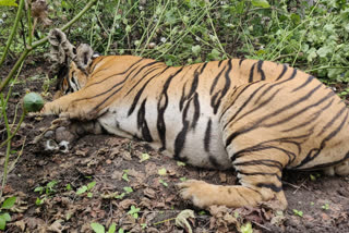 Tiger caught in Mysore  മൈസൂരില്‍ കടുവയെ പിടികൂടി