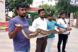 python was caught